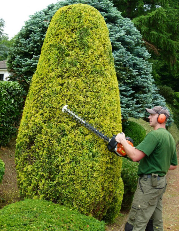 Bilder Baumpflege Oliver Schäfer