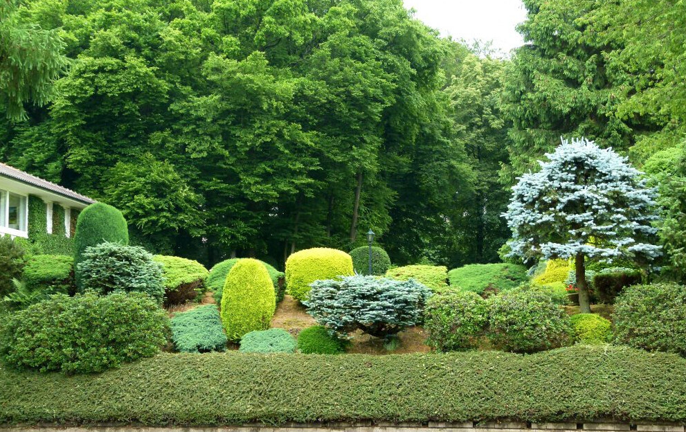 Bilder Baumpflege Oliver Schäfer