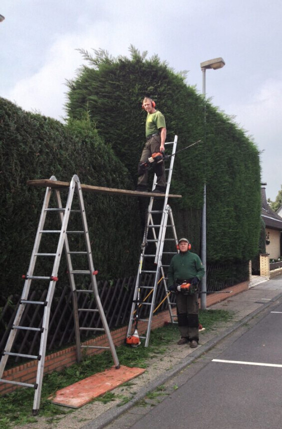 Bilder Baumpflege Oliver Schäfer