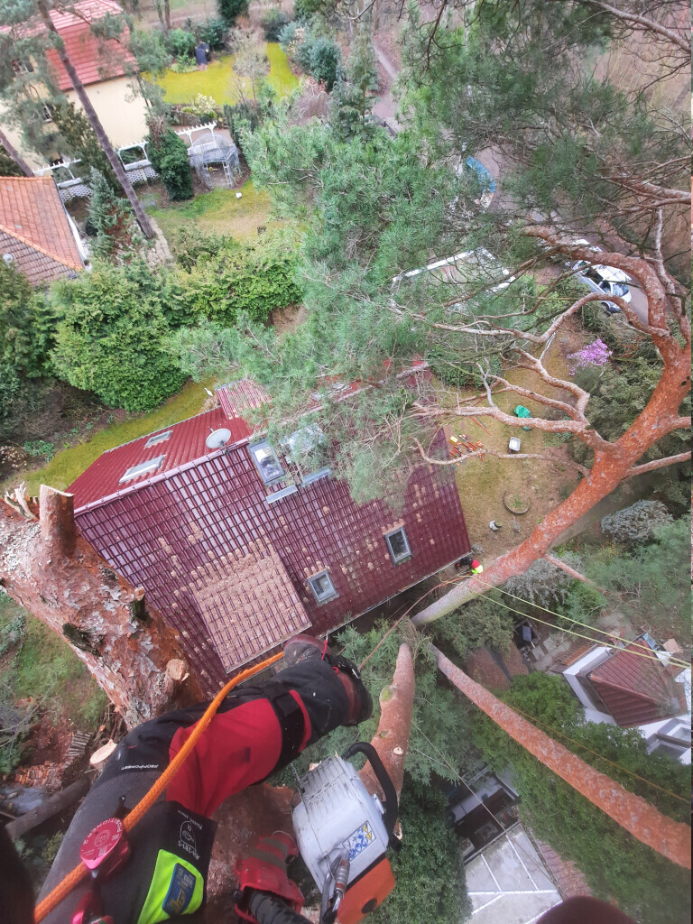 Bilder Baummüller Baum u. Gartenspezialist