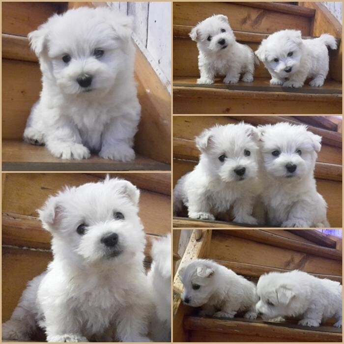 Bilder Nice Dog - Hundesalon - West-Highland-White-Terrier