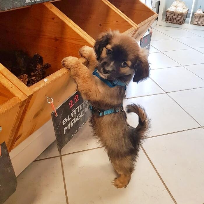 Bilder Pfötchen Hundebedarf