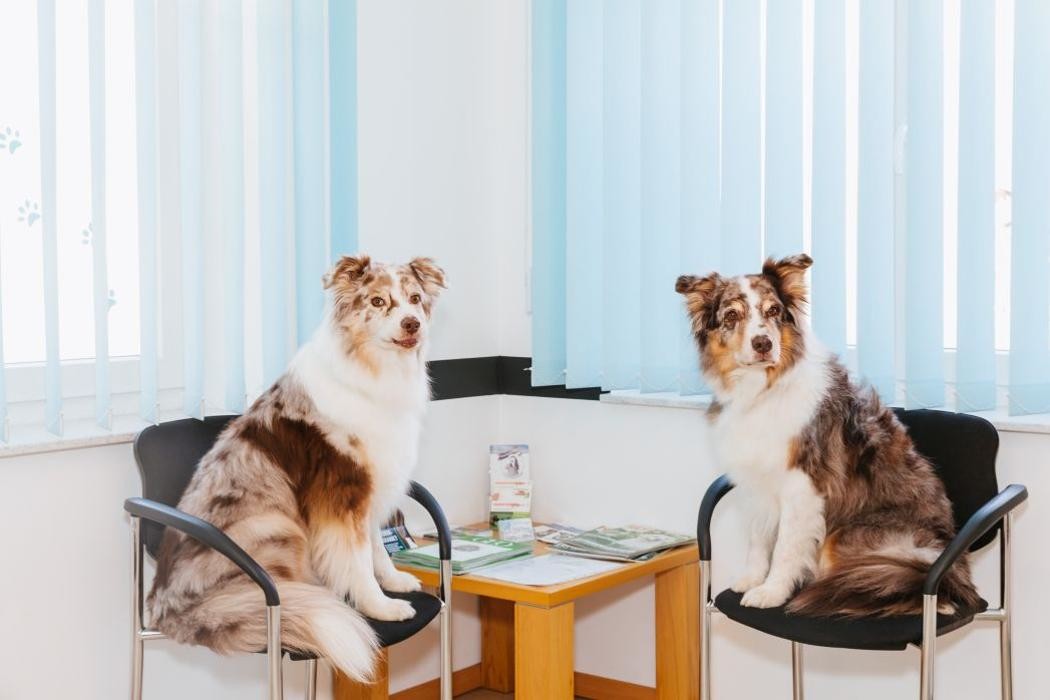 Bilder Tierarztpraxis Dorum