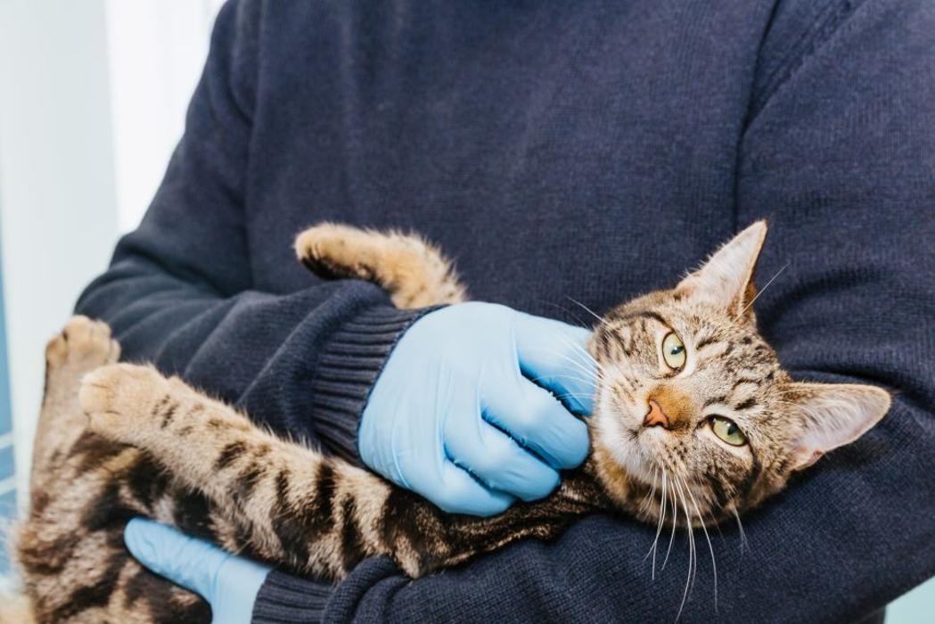 Bilder Tierarztpraxis Dorum