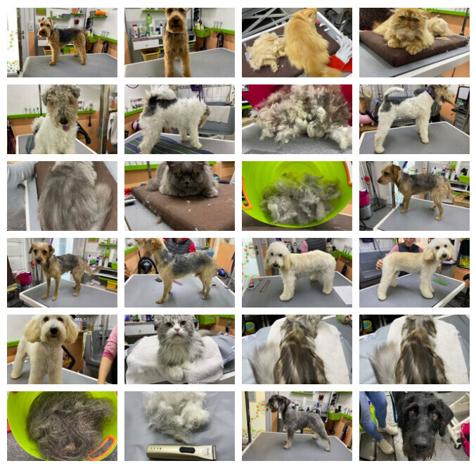 Bilder creHAIRtiv4PETS Tiersalon für alle Hunde, Katzen und Kleintiere