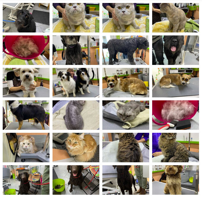 Bilder creHAIRtiv4PETS Tiersalon für alle Hunde, Katzen und Kleintiere
