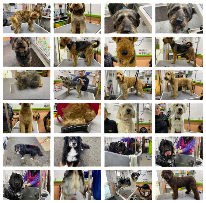 Bilder creHAIRtiv4PETS Tiersalon für alle Hunde, Katzen und Kleintiere