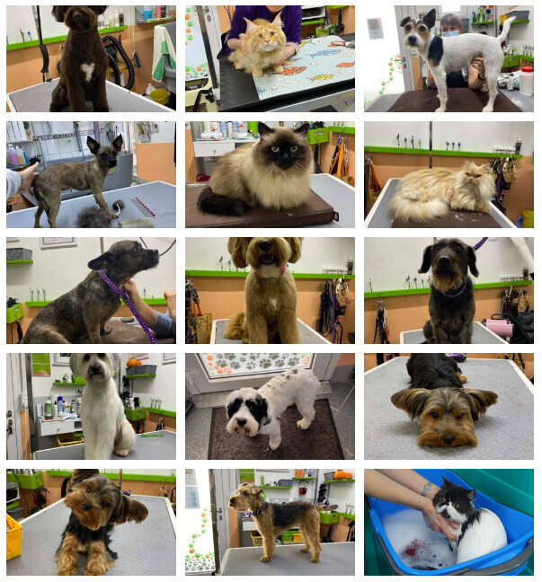 Bilder creHAIRtiv4PETS Tiersalon für alle Hunde, Katzen und Kleintiere