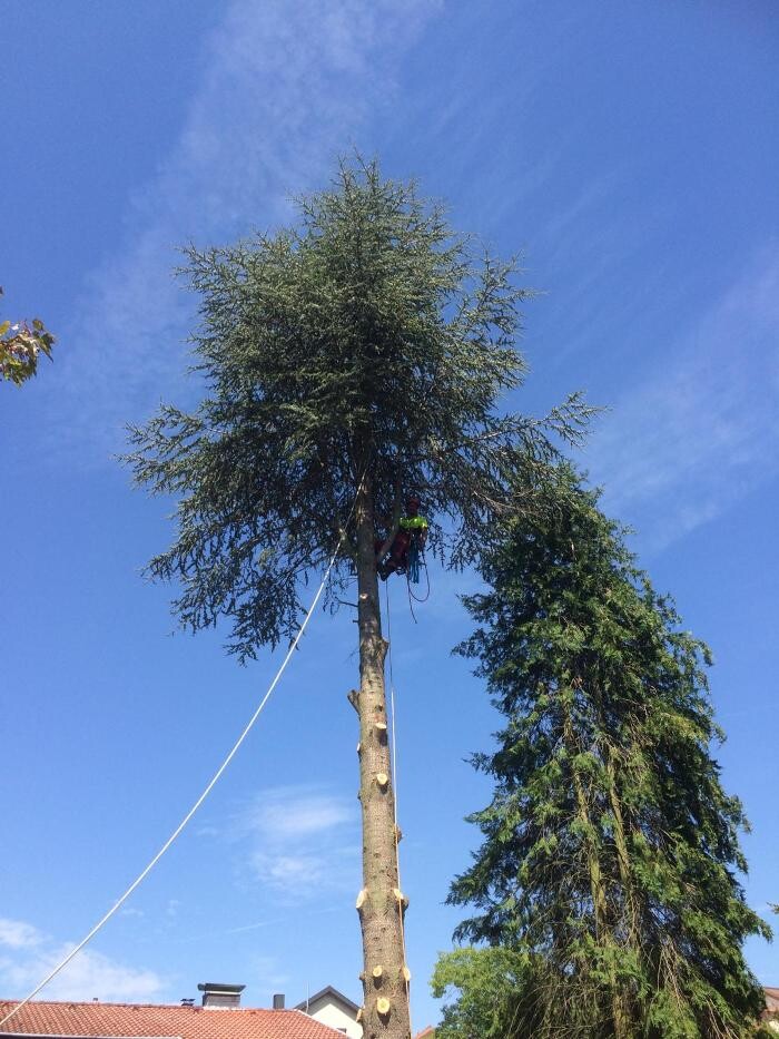 Bilder Baumdienste mit Seiltechnik Purretat