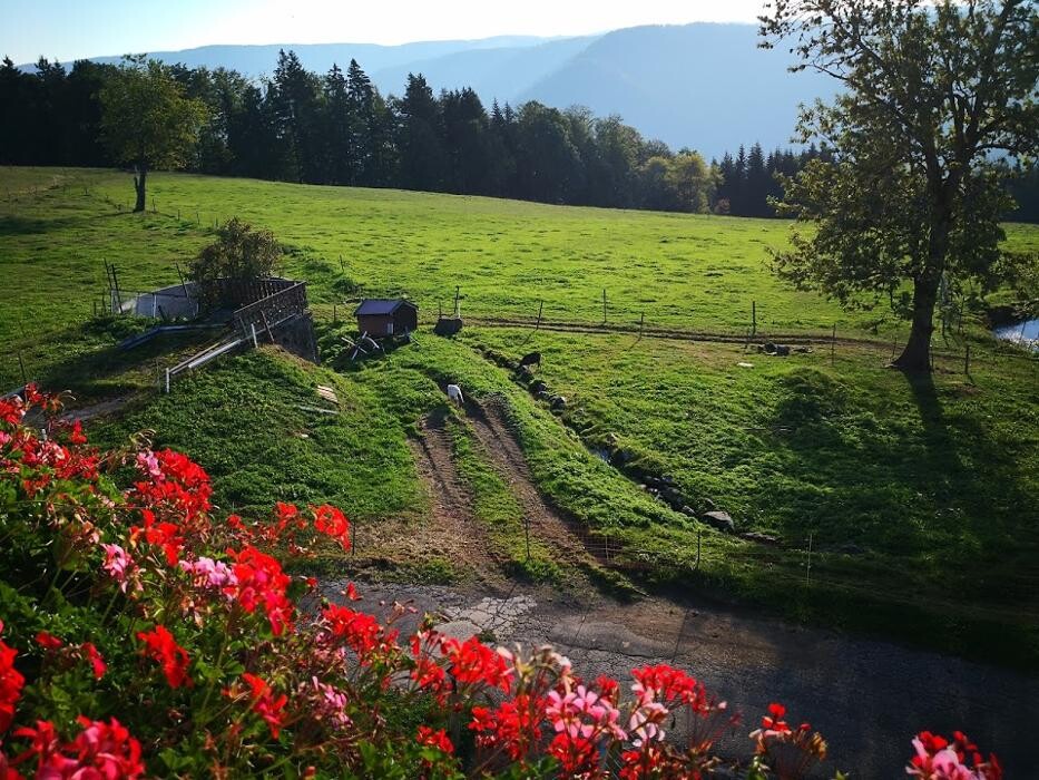 Bilder Ferienparadies Althäuslehof