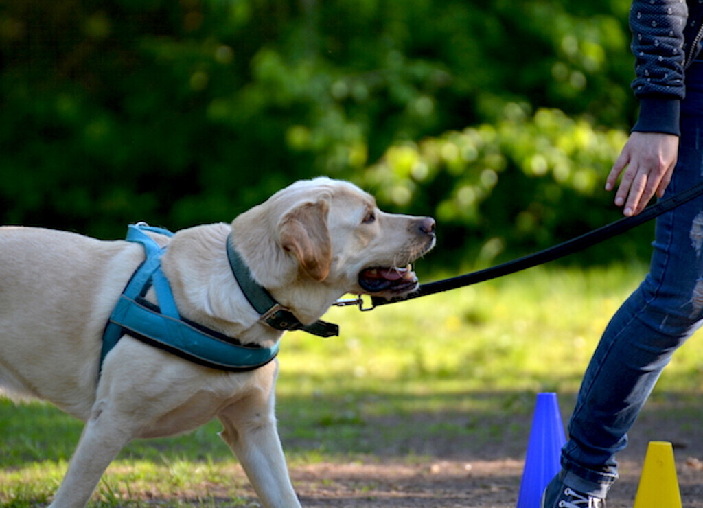 Bilder Dr. med. vet. Stephanie Adams - Tierverhaltenstherapie