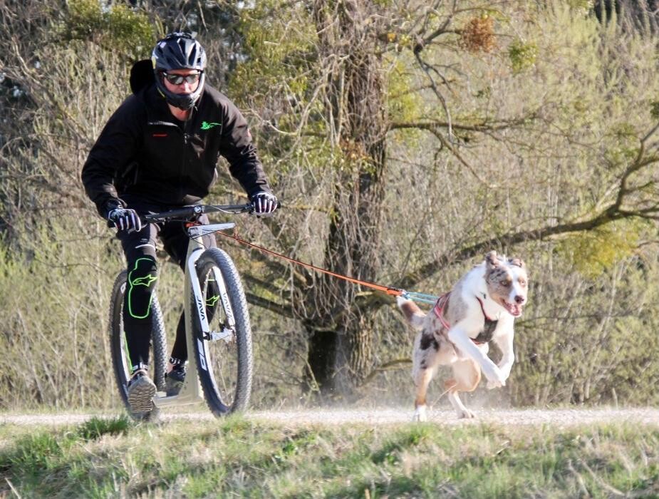 Bilder Dogs Adventure Chiemgau- Zughundesport Bollinger