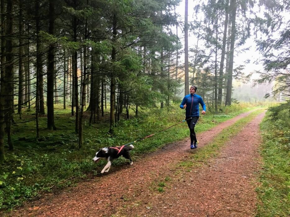 Bilder Dogs Adventure Chiemgau