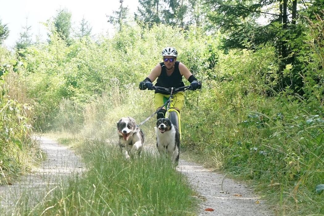 Bilder Dogs Adventure Chiemgau
