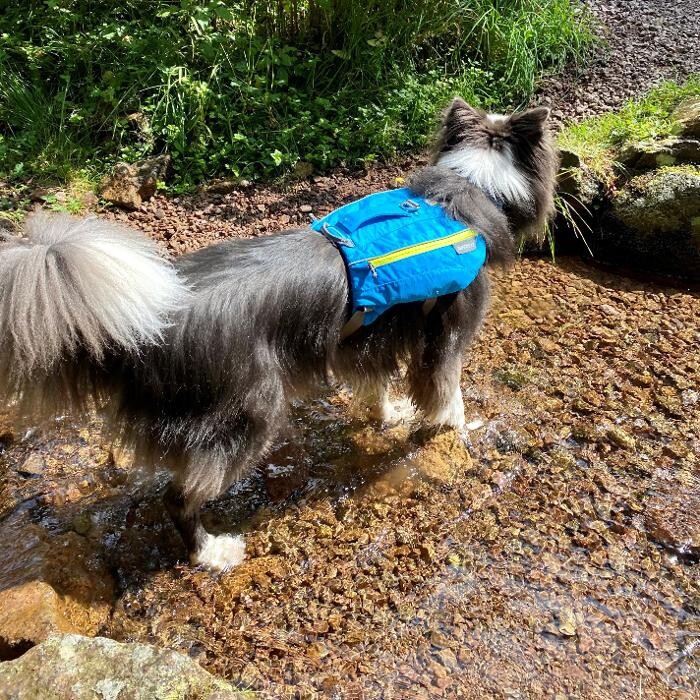 Bilder Dogs Adventure Chiemgau