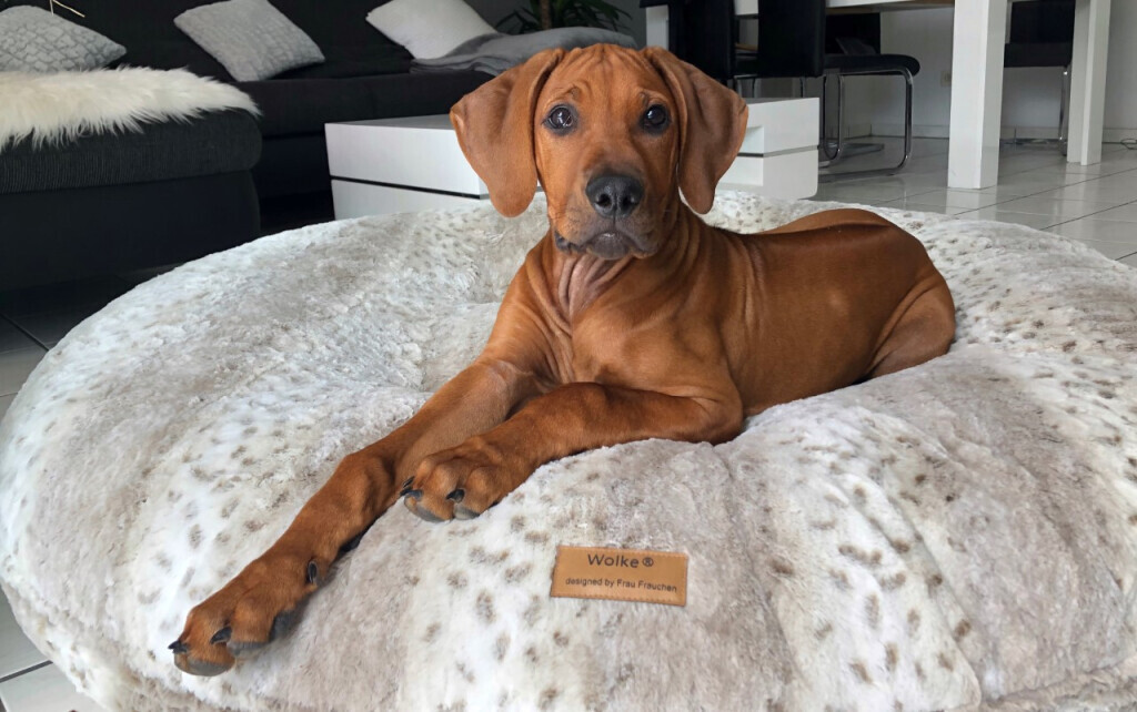 Bilder Frau Frauchen