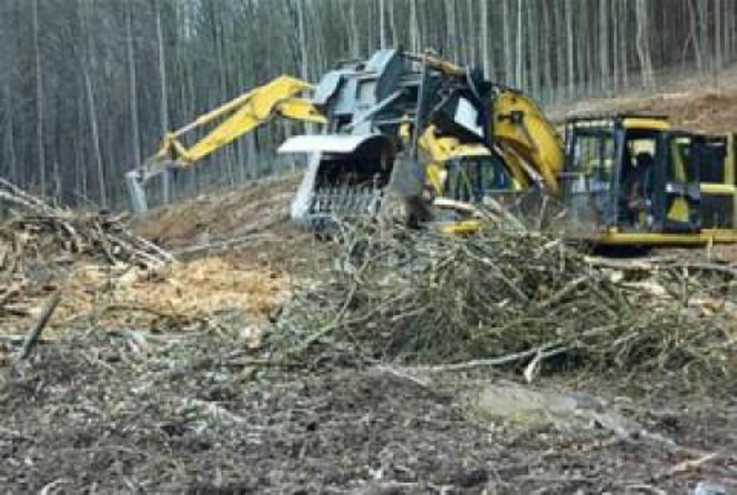 Bilder Baumpflege-Mott