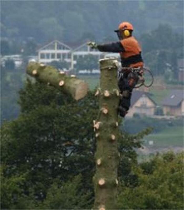 Bilder Baumpflege-Mott