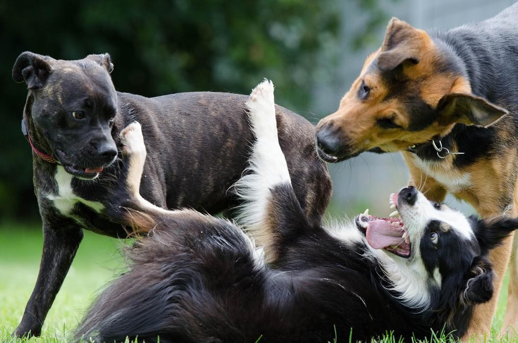 Bilder Hundeschule & Mobiles Hundecoaching by Kathrin Wagner