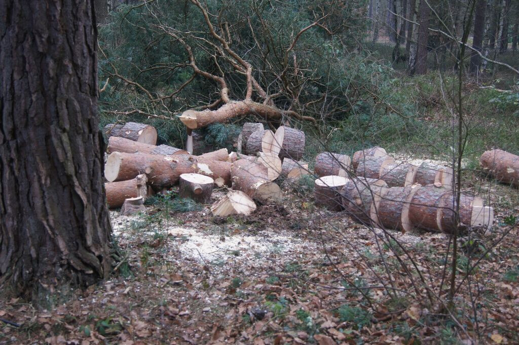 Bilder Baumpflege Pawel Zielinski