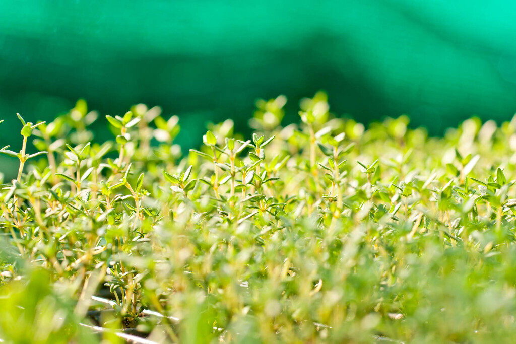 Bilder Gartenbau Evi Gampl