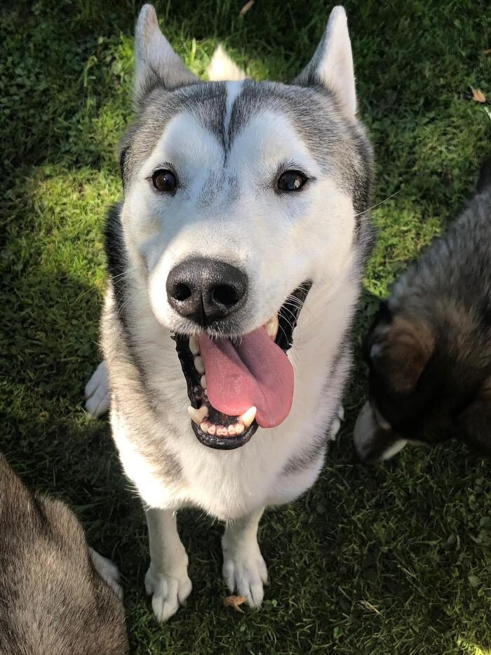 Bilder Huskynature