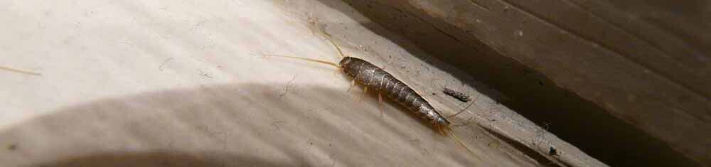 Bilder Silberfische bekämpfen - Schädlingsbekämpfung