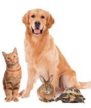 Bilder Himmelgarten -  Sterbevorsorge für Haustiere