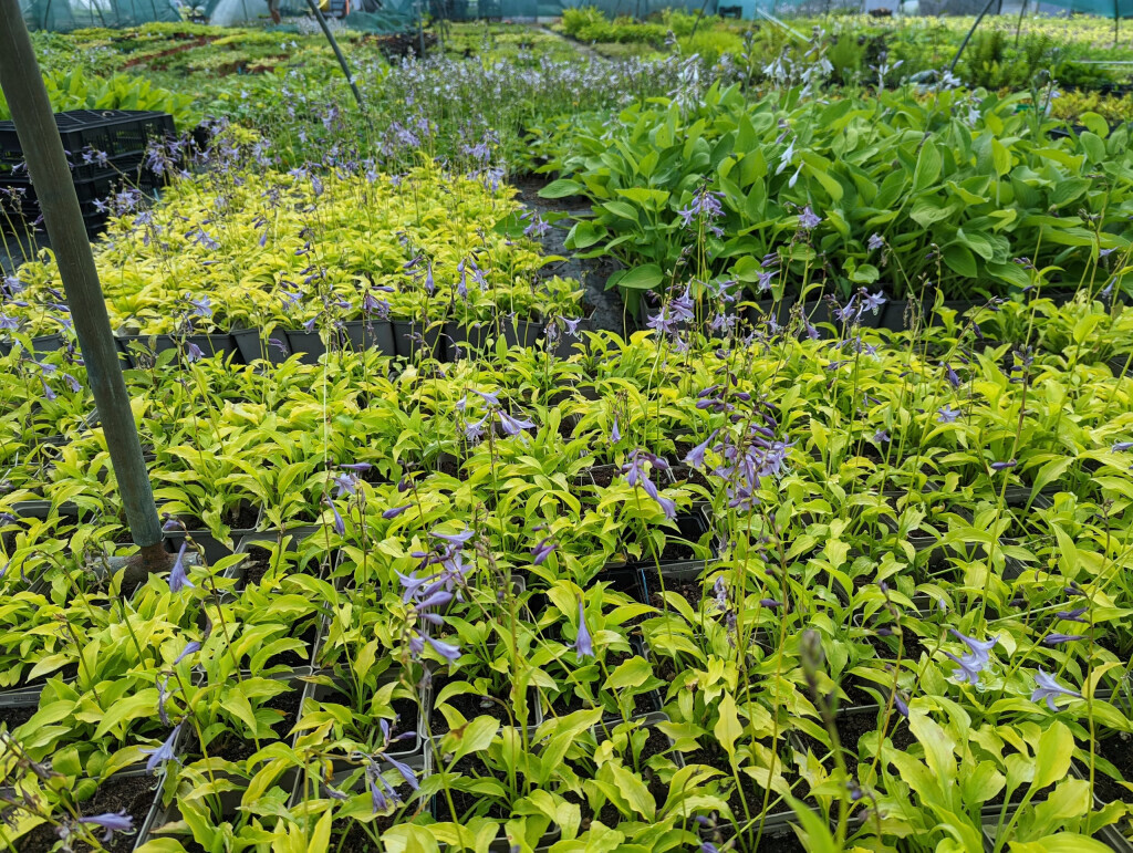 Bilder Staudenfabrik