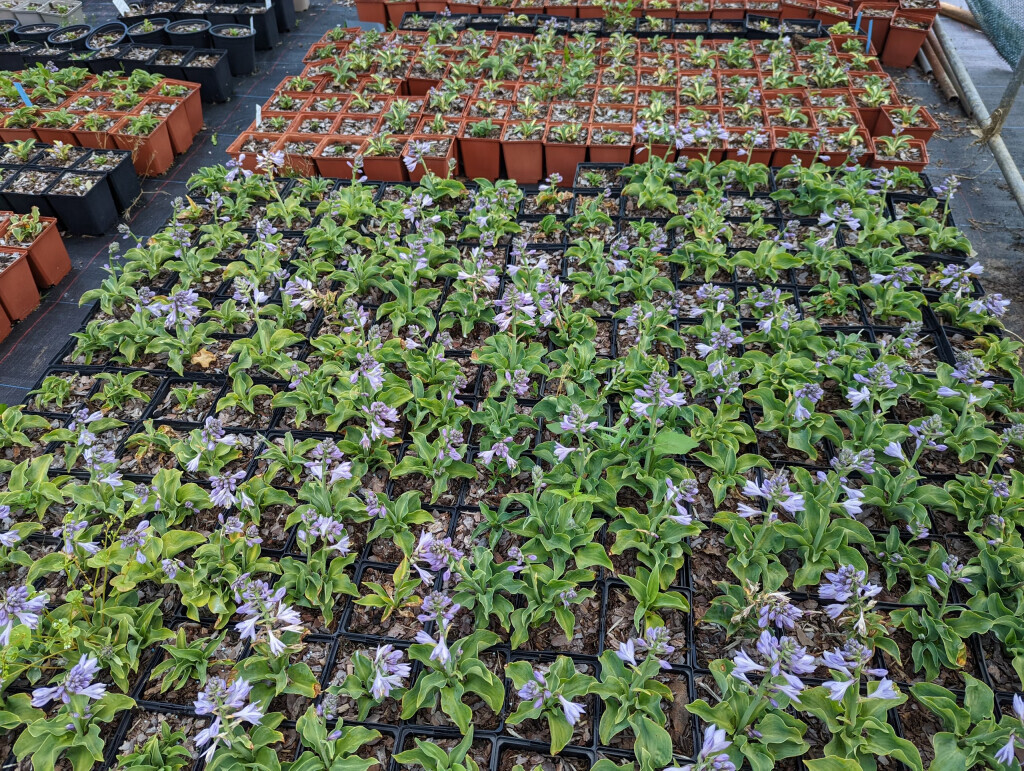 Bilder Staudenfabrik