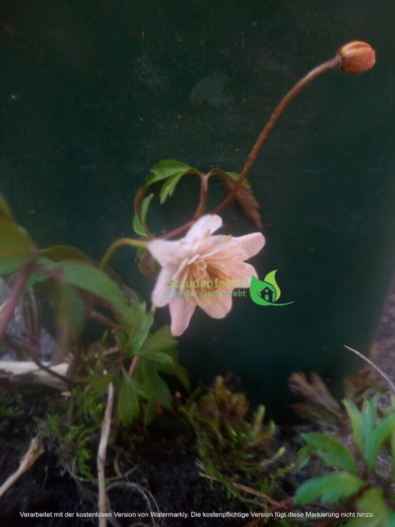 Bilder Staudenfabrik