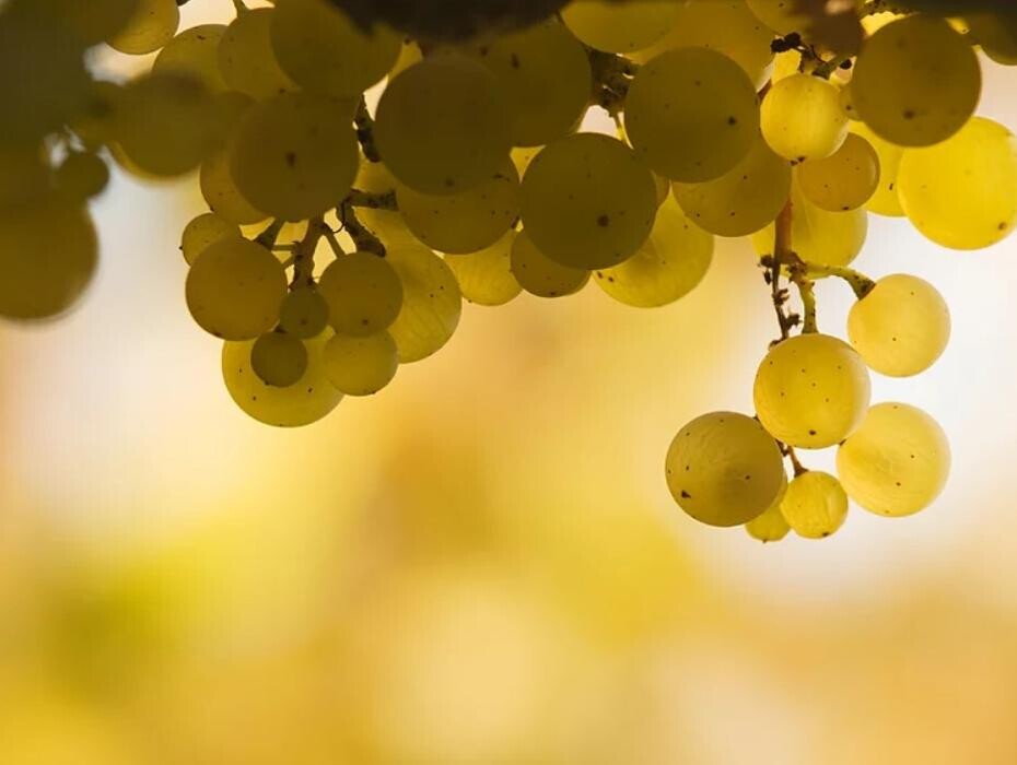 Bilder Weingut Stephan Kirch