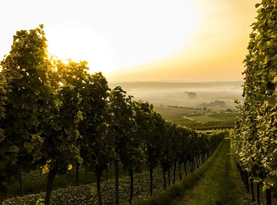 Bilder Weingut Stephan Kirch