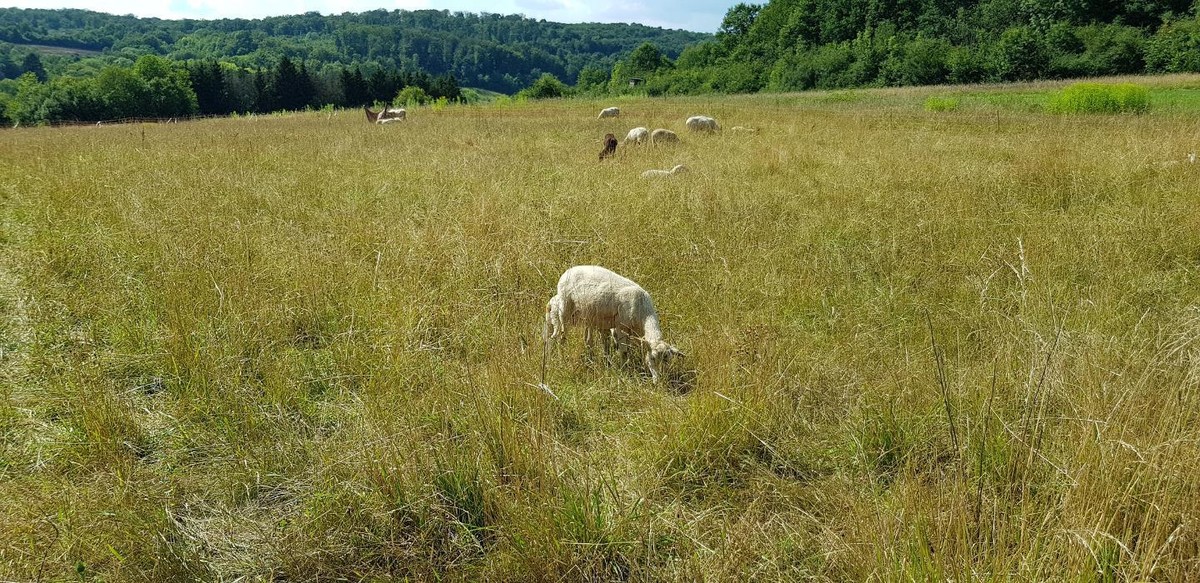 Bilder Glamping GmbH