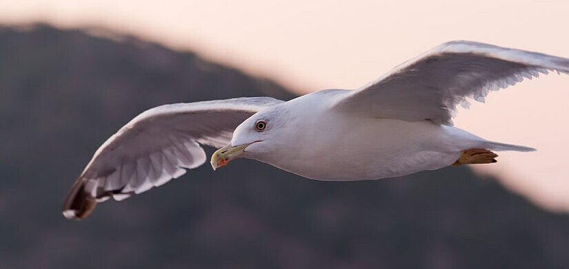 Bilder Arbor Bestattungen Inh. Jens Brink