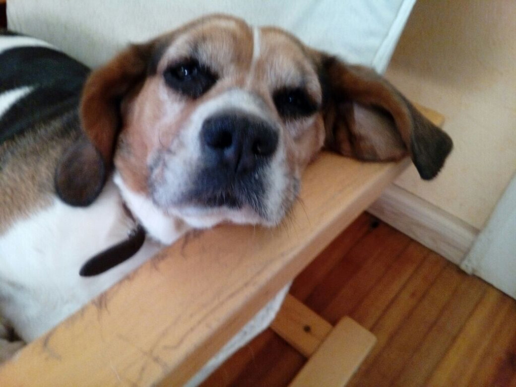 Bilder Kutsch- & Planwagenfahrten Isolde Heintz