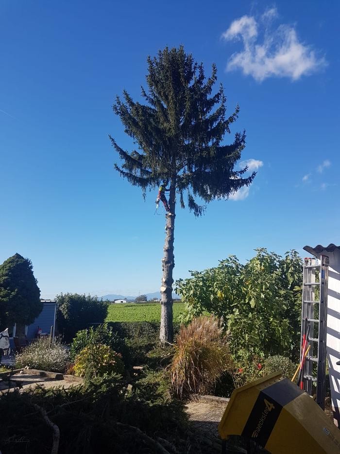 Bilder Baumpflege-Markgräflerland