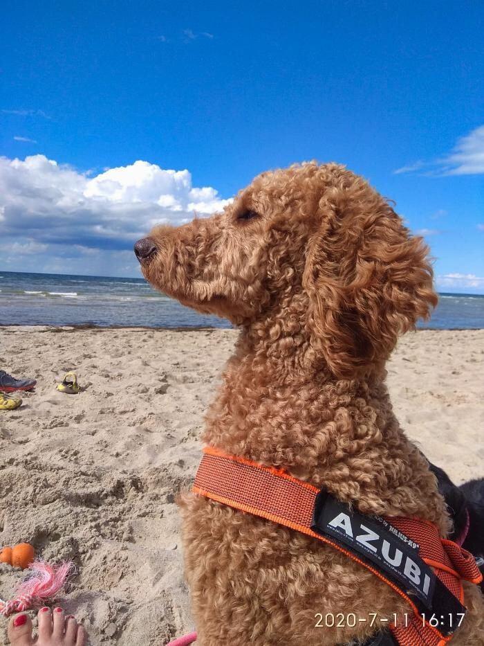 Bilder Hundeschule Simsammlerbim