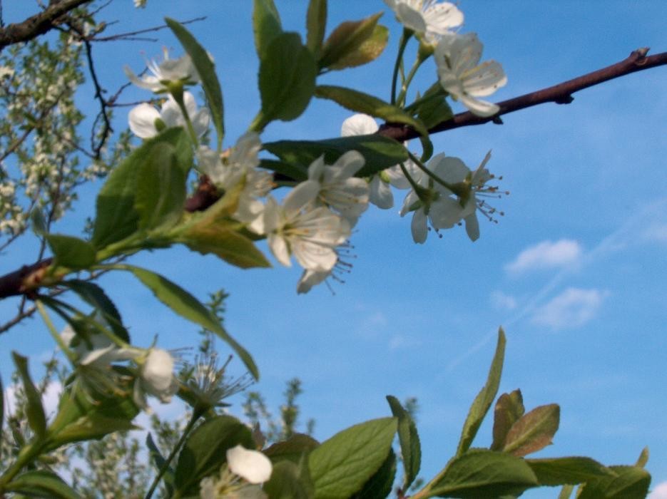 Bilder Waldhornbrennerei Klotz