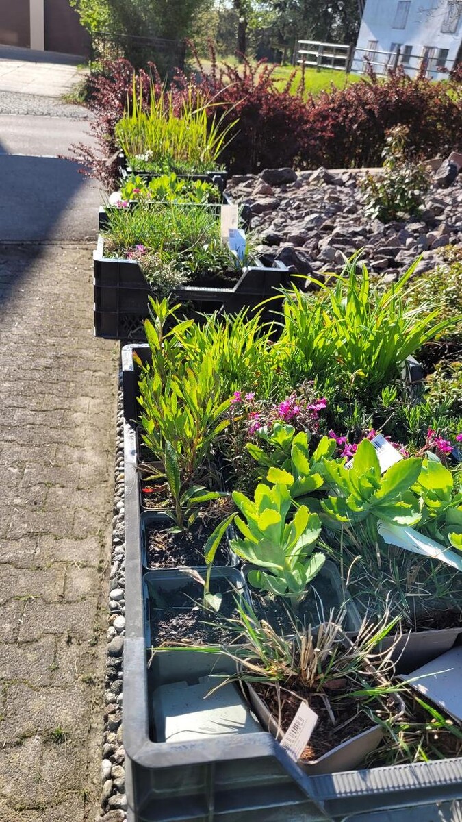 Bilder Frey Gartenbau GmbH & Co. KG