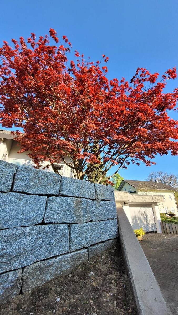 Bilder Frey Gartenbau GmbH & Co. KG
