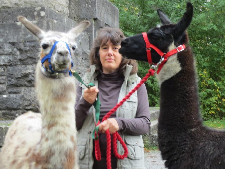 Bilder Lama Alpaka Augenblicke am Stein Würzburg