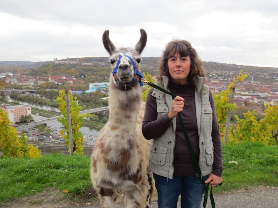 Bilder Lama Alpaka Augenblicke am Stein Würzburg