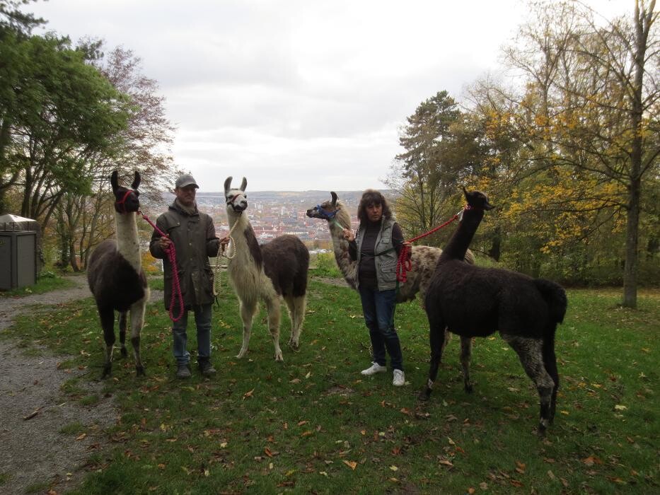 Bilder Lama Alpaka Augenblicke am Stein Würzburg