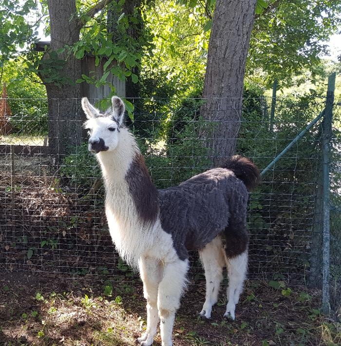 Bilder Lama Alpaka Augenblicke am Stein Würzburg