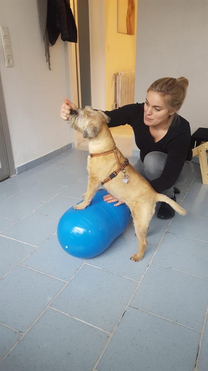 Bilder HYGGEdog - Praxis für Tierphysiotherapie