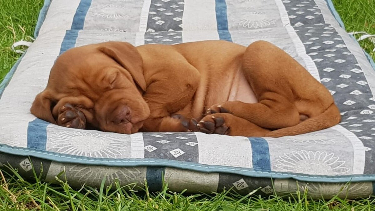 Bilder Magyar Vizsla vom Hamburger Elbstrand