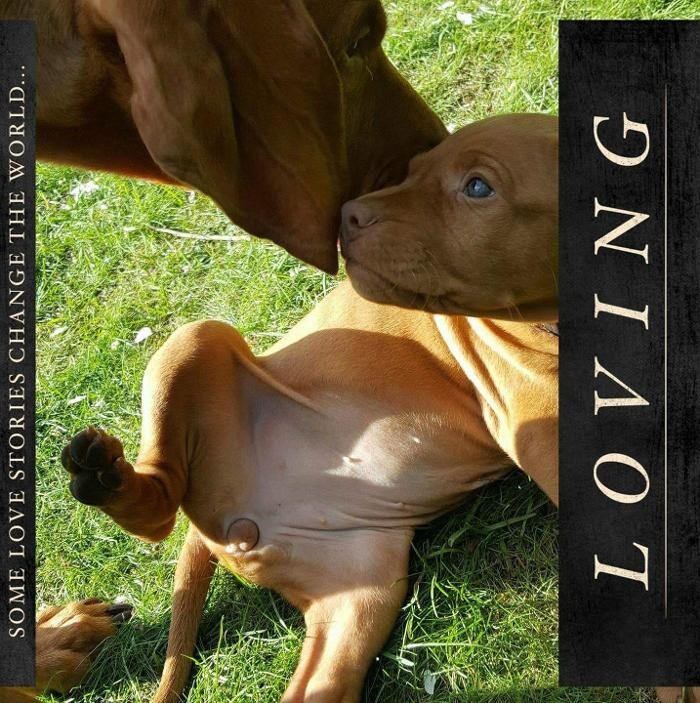 Bilder Magyar Vizsla vom Hamburger Elbstrand