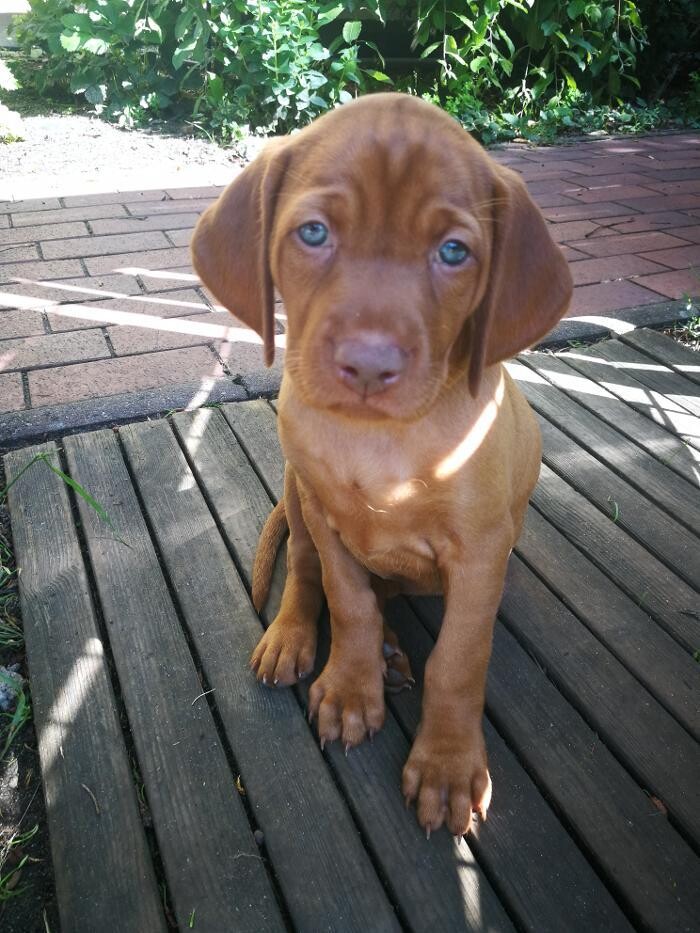 Bilder Magyar Vizsla vom Hamburger Elbstrand