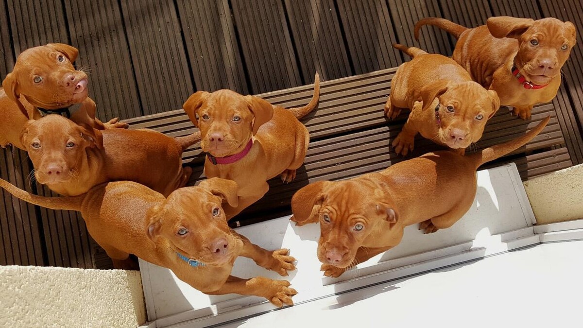 Bilder Magyar Vizsla vom Hamburger Elbstrand